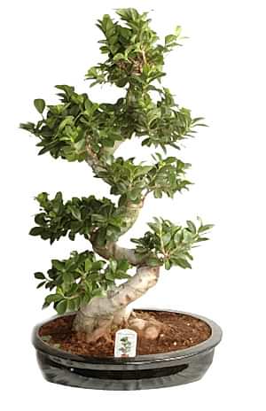 Ficus Bonsai Ginseng 110 cm