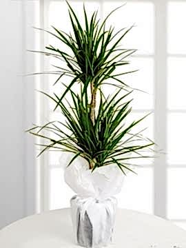 Saksıda 2 Gövdeli Dracena Marginata 100 cm