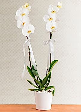 Orkide Phalaenopsis 2 Dallı