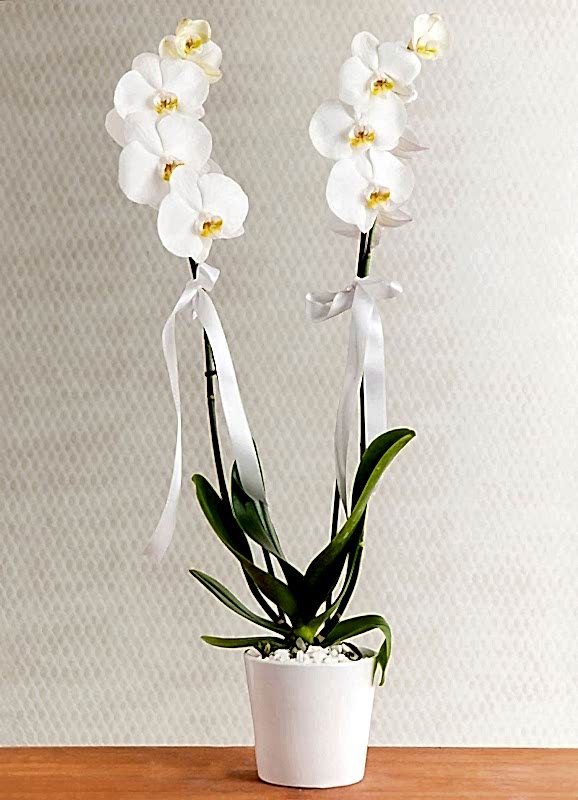 Orkide Phalaenopsis 2 Dallı