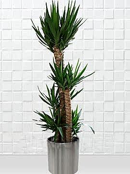 Saksıda Yuka ( Yucca ) 5 Köklü 2 Metre