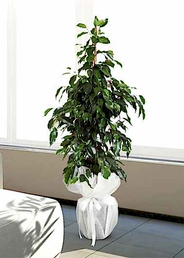 Ficus Benjamin 90 cm