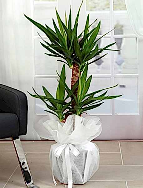 2 Gövdeli Yuka ( Yucca ) 110 cm