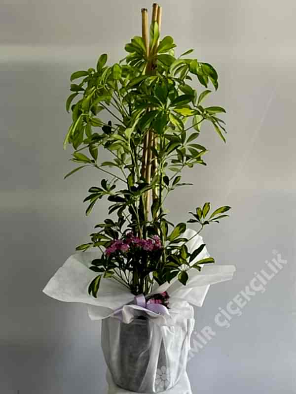 3 Dallı Şeflera (Schefflera) 120 cm