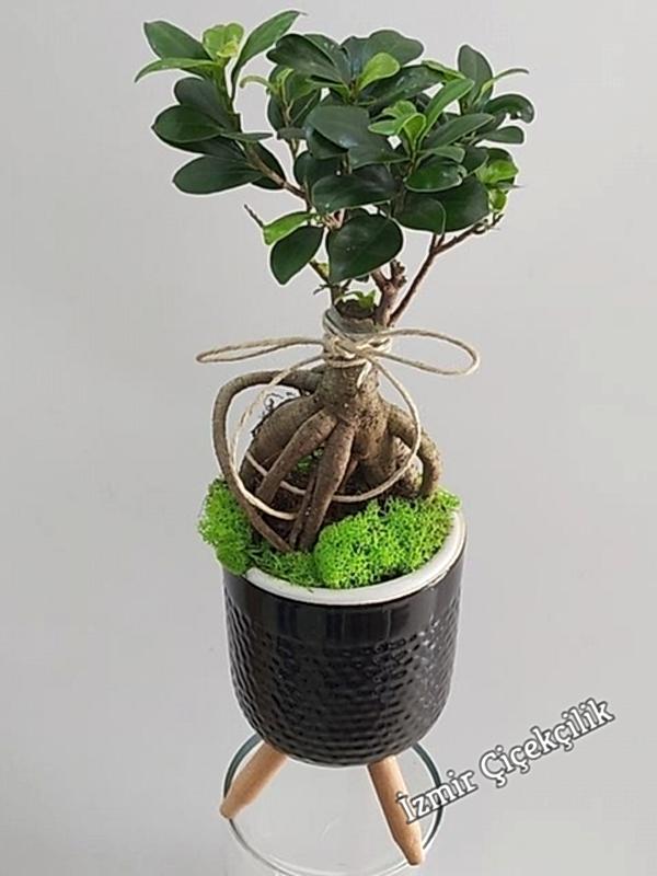 Ayaklı Saksıda Bonzai ( Ficus Bonsai )