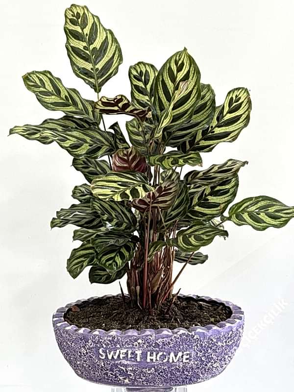 Dekoratif Saksıda Calathea