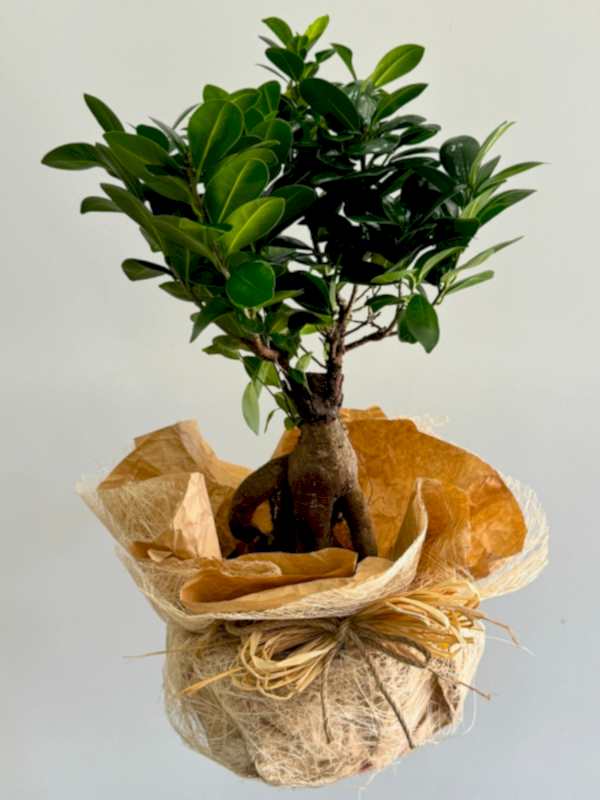 Ficus Bonsai 40 - 50 cm