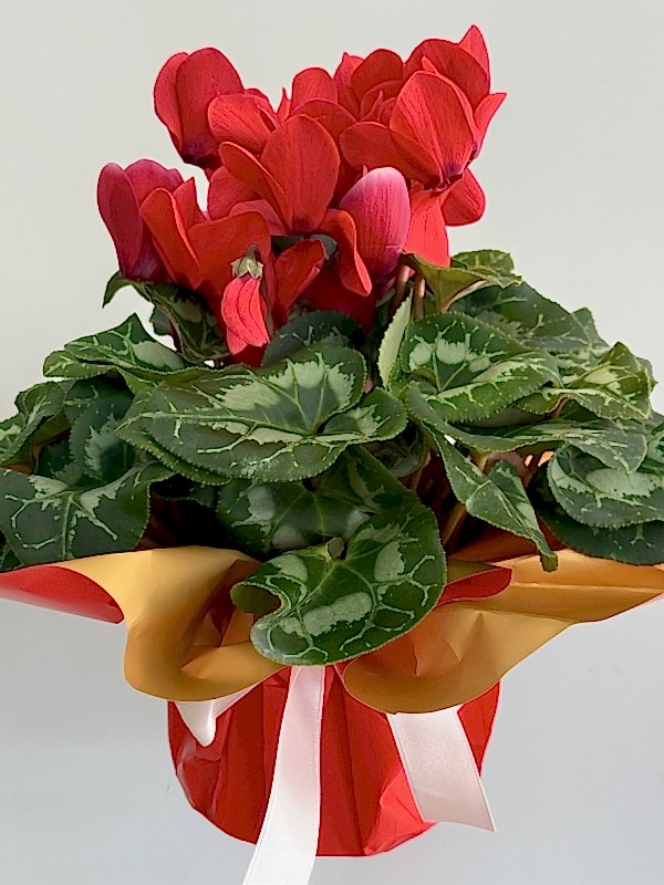 Kırmızı Cyclamen ( Sıklamen )