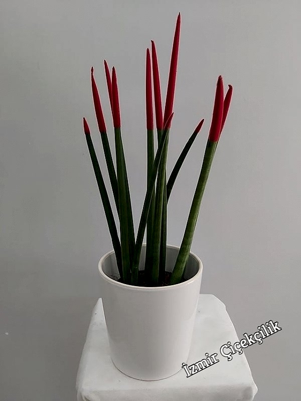 Sansevieria Bitkisi