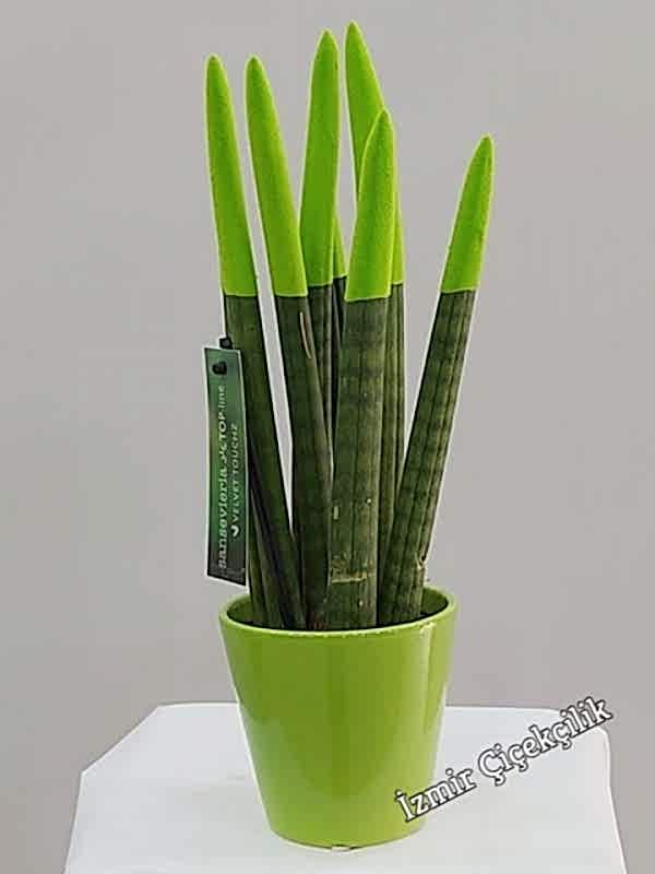 Yeşil Sansevieria (Sanseverya)