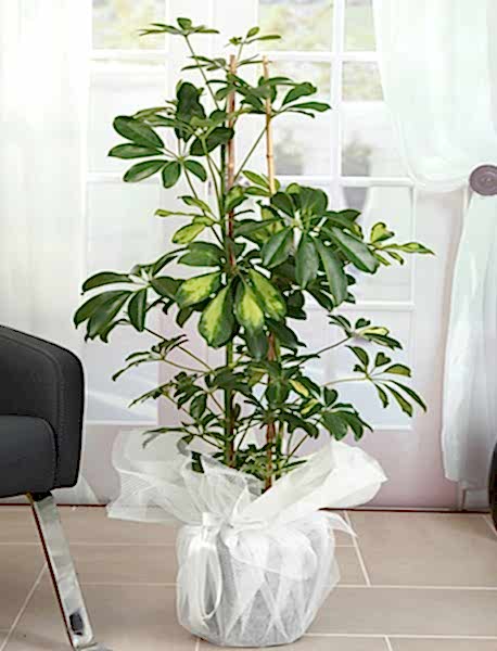 Şeflera ( Schefflera) Saksı Çiçeği 90 - 120 cm