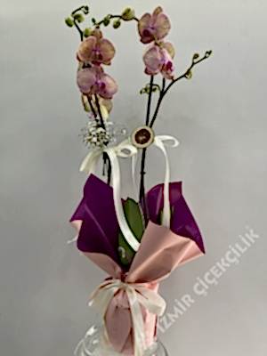 2 Dallı Pembe Orkide Phalaenopsis