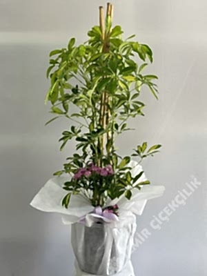 3 Dallı Şeflera (Schefflera) 120 cm