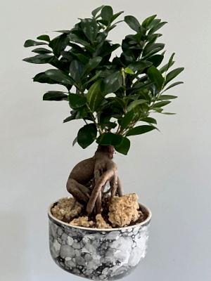 Dekoratif Saksıda Ficus Bonsai 40 - 50 cm