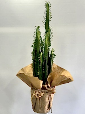 Kaktüs ( Euphorbia Trigona 70-90 cm ) 