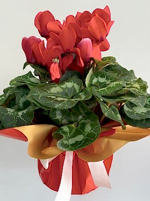 Kırmızı Cyclamen ( Sıklamen )