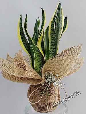 Paşa Kılıcı Çiçeği ( Sansevieria )