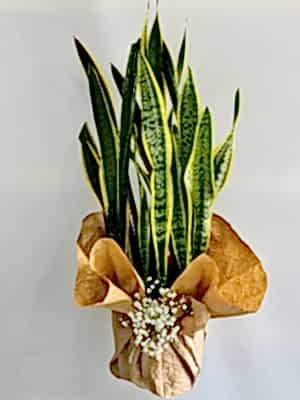 Kılıç Çiçeği ( Sansevieria Trifasciata - Paşa Kılıcı ) 80 -100 cm