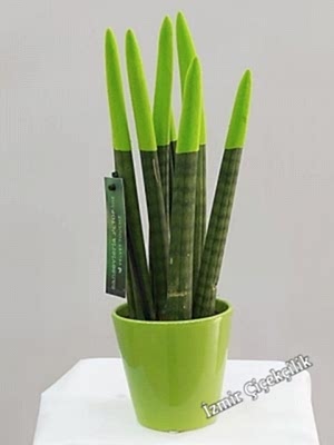 Yeşil Sansevieria (Sanseverya)